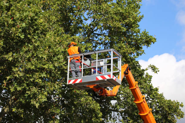 Best Tree Health Inspection  in El Cerro, NM